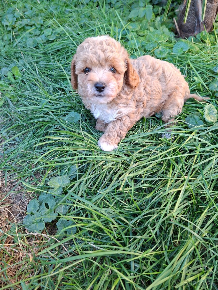Mini maltipoo,maltipo - 4