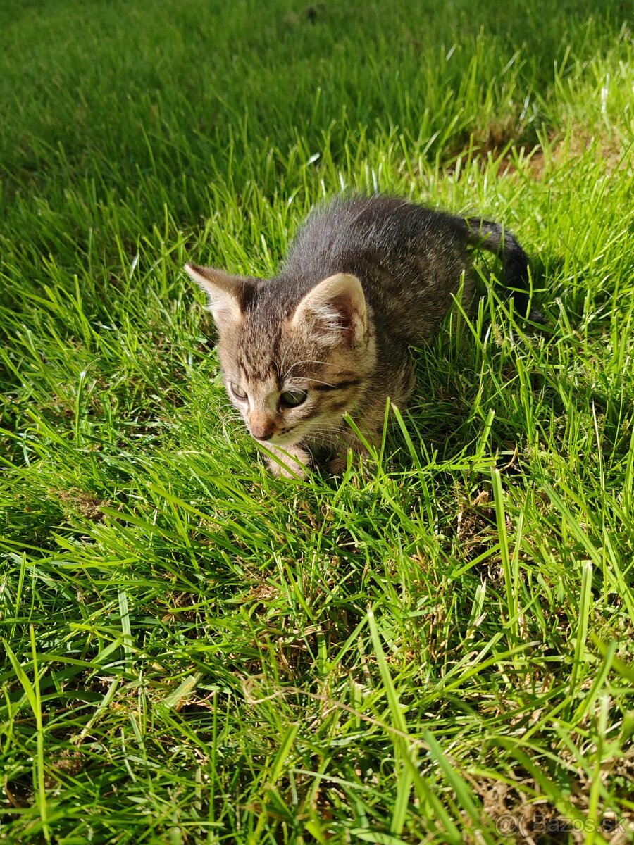 Darujem mačiatka - 4