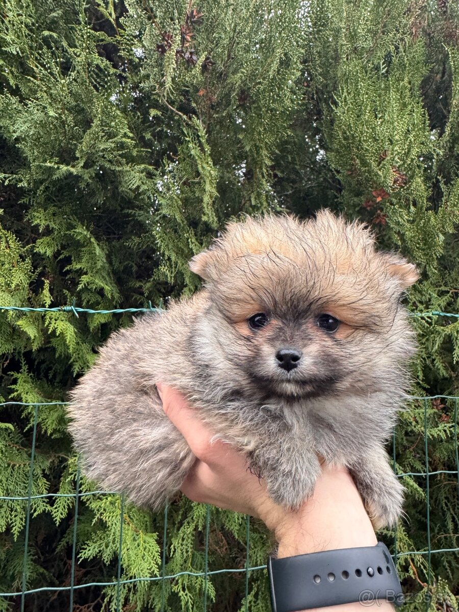 Špic Pomeranian psík - 4