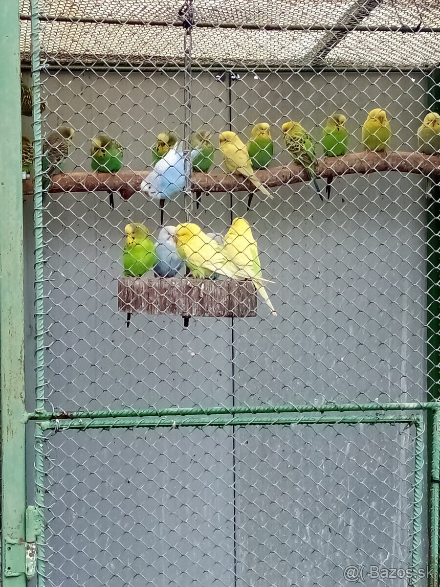 andulky- krúžkované - 4