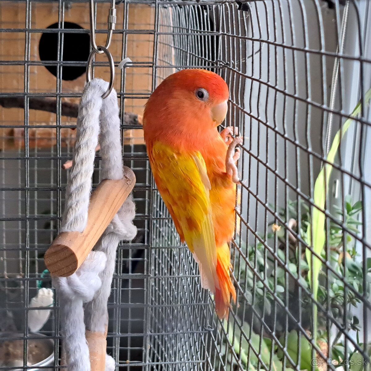 Agapornis ružovohrdlý pár - 4