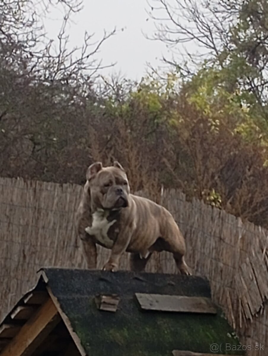 American bully - 4