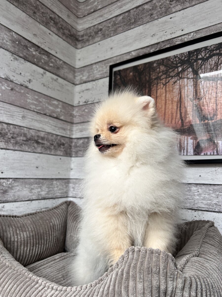 Pomeranian s PP, Chovatelská stanica Nucháčik poms - 4