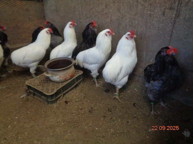 Araukany-kohúty - 4