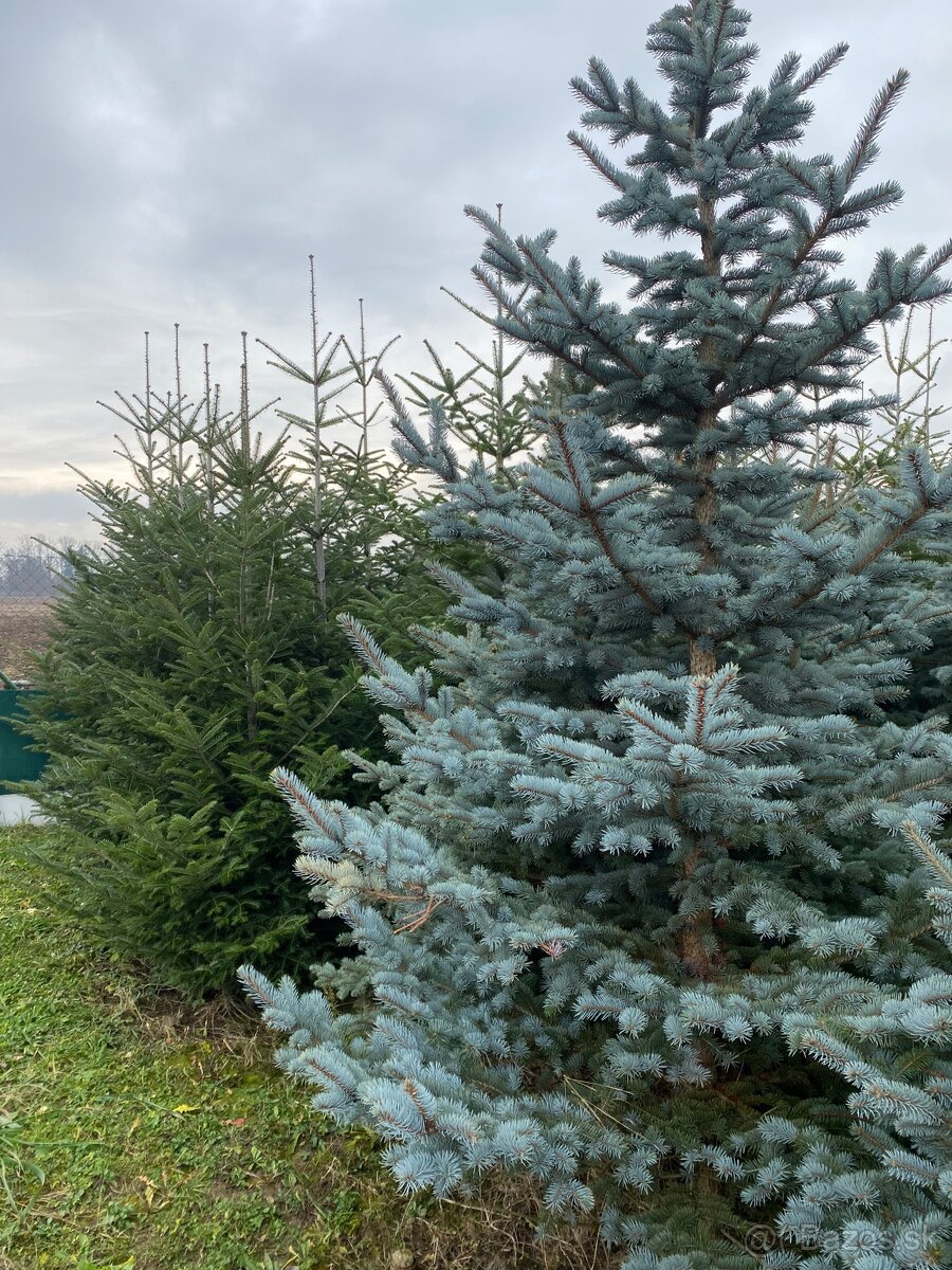 Vianočné stromčeky - 4