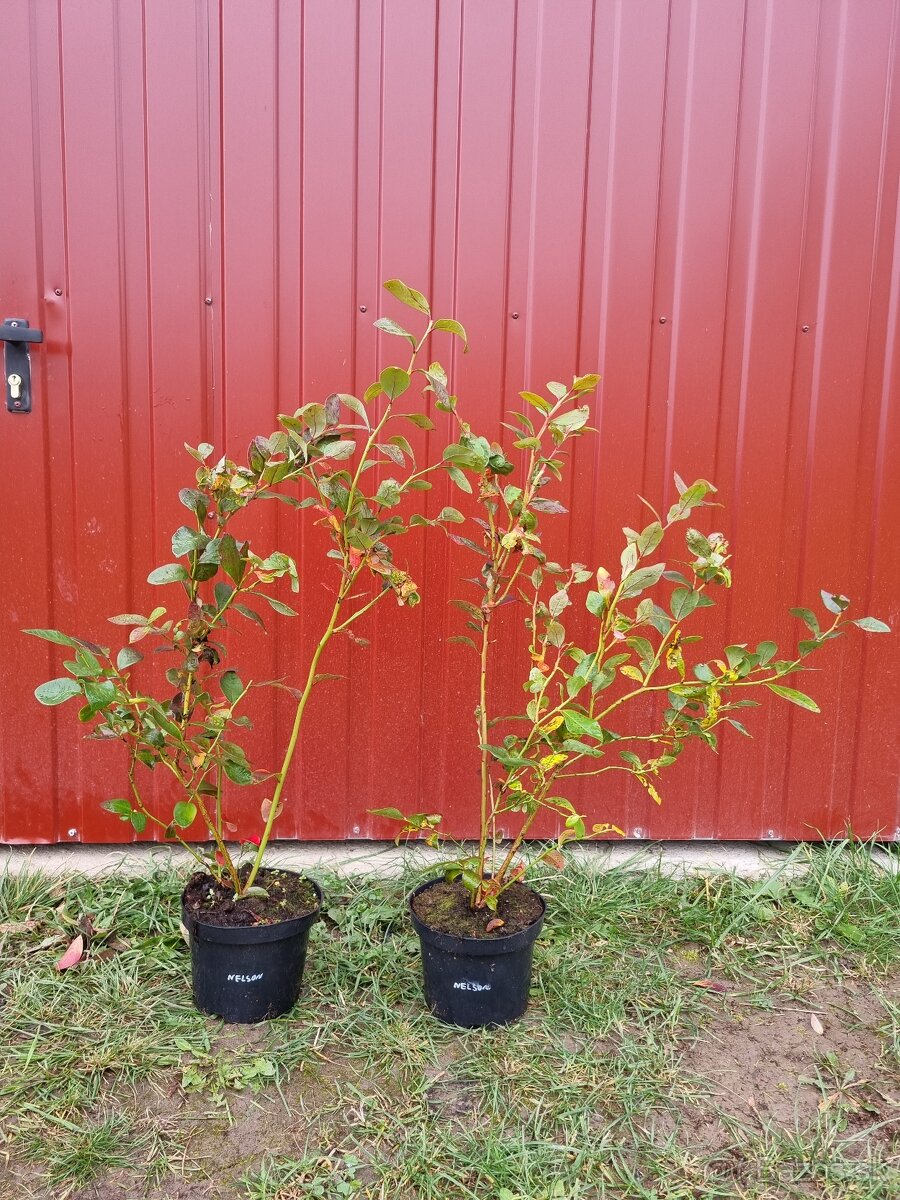 Čučoriedky kanadské sadenice - 4