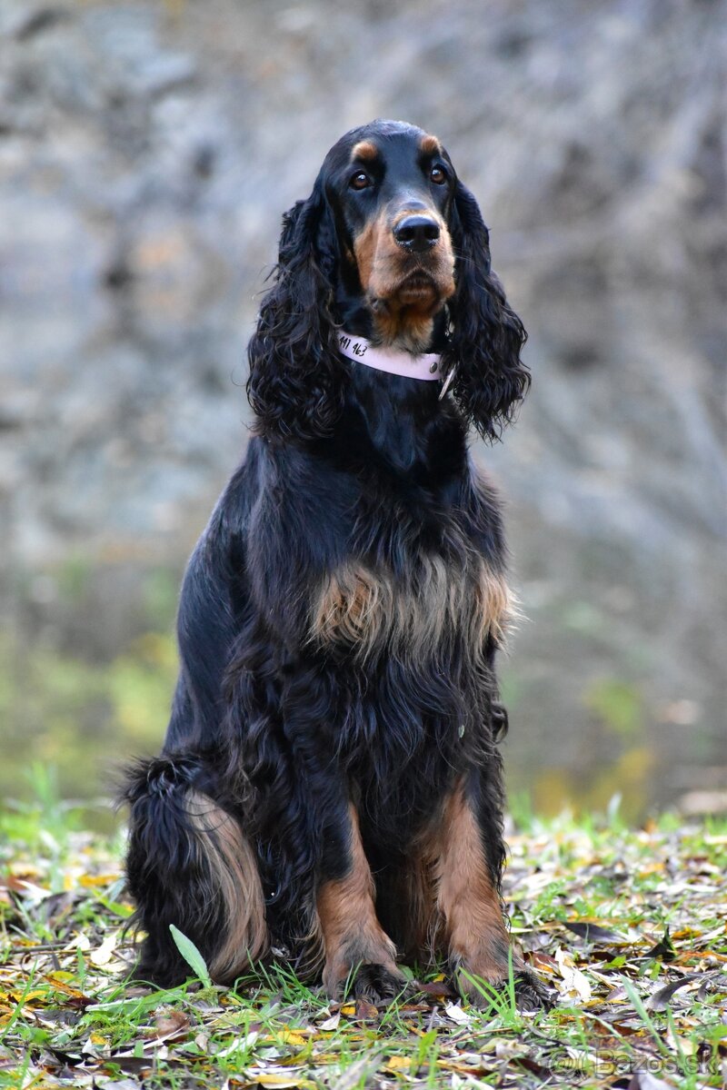 Gordon seter s PP, Gordonsetr, setr - 4