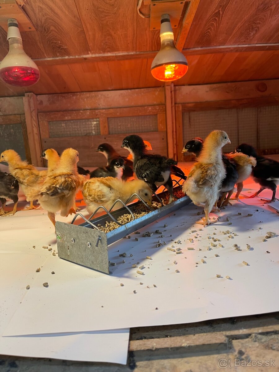 kuriatka amrox,hempšír a australorpka čierna. - 4