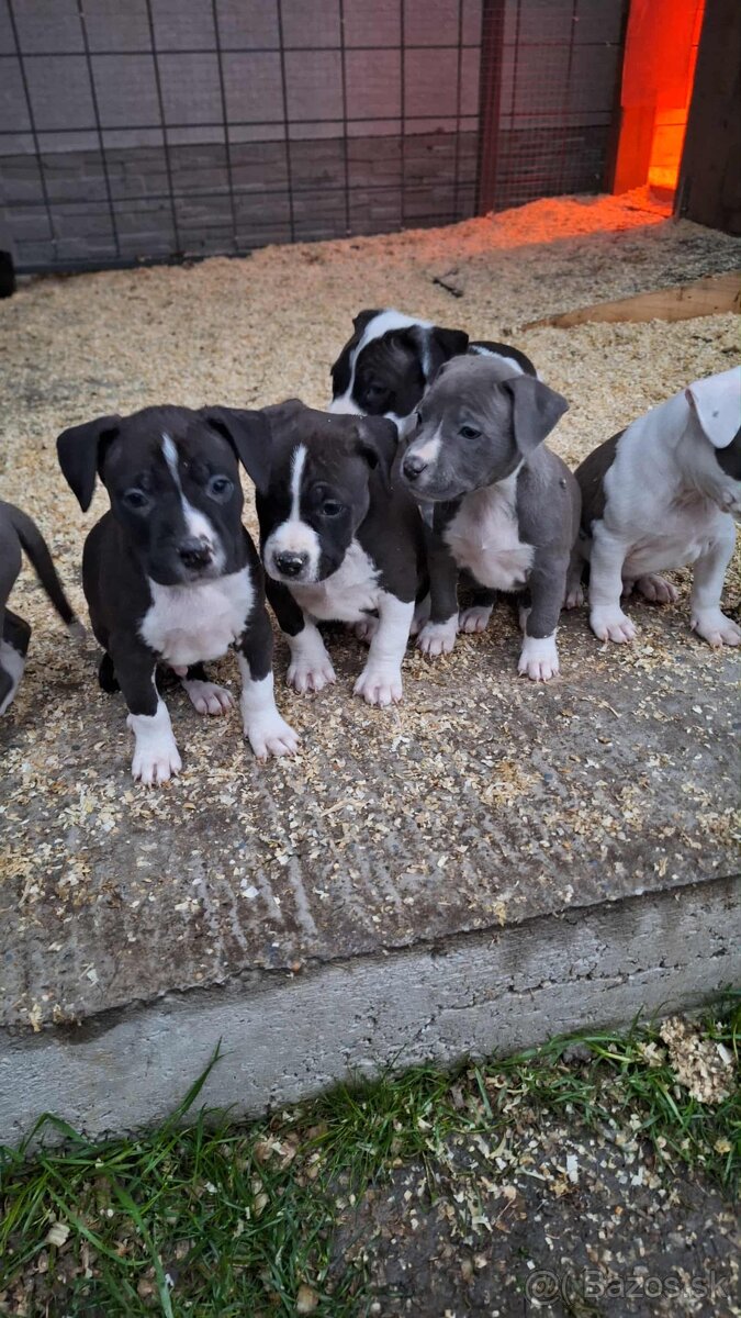 Americky stafford - 4