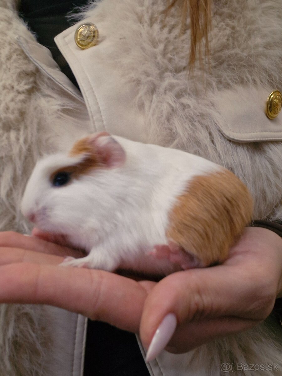 Mláďatá morciat - 4