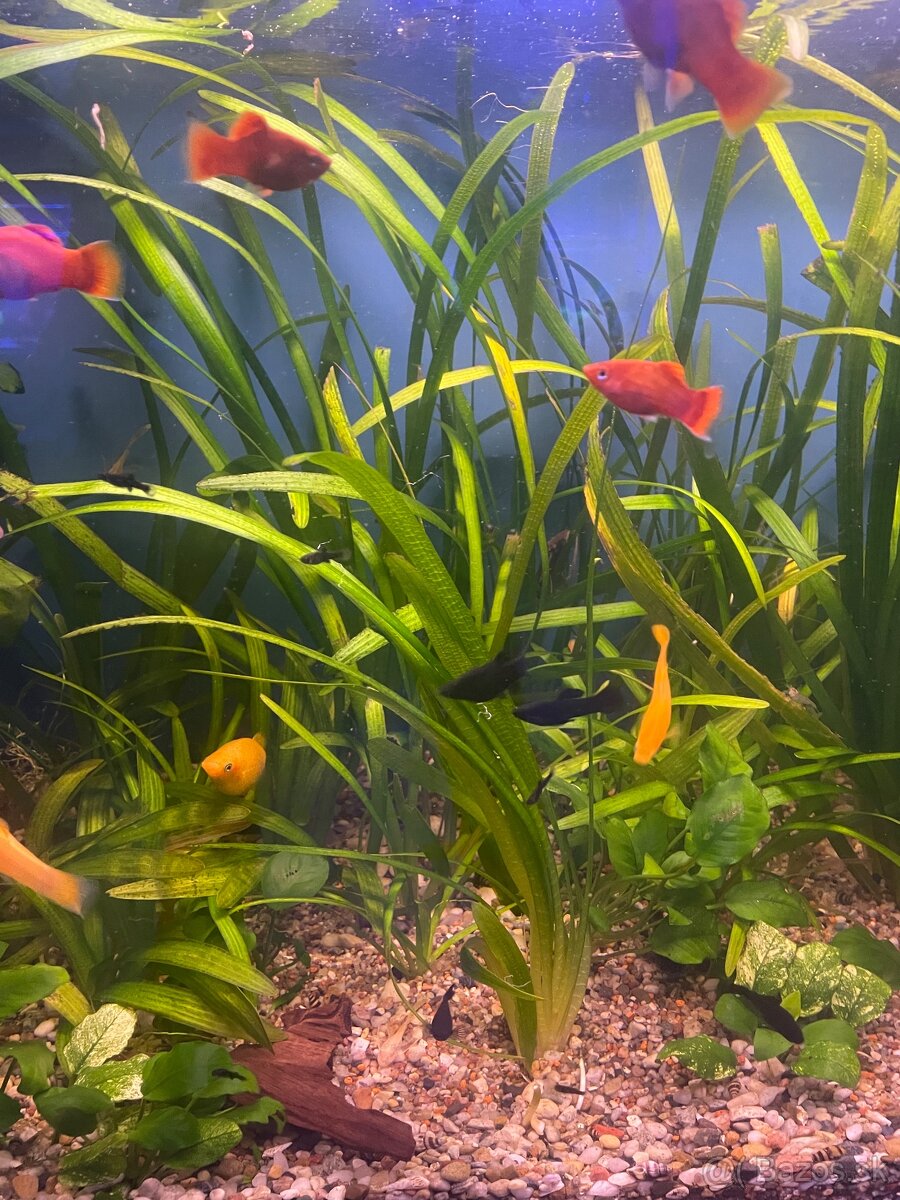 Valisneria gigantea, Crinum calamistratum, Nymphoides Taiwan - 4