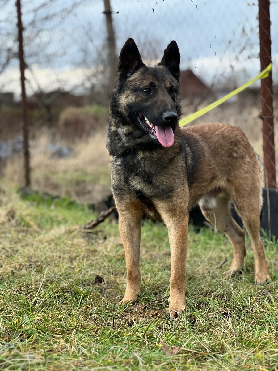 Belgicky ovčiak s PP - 4
