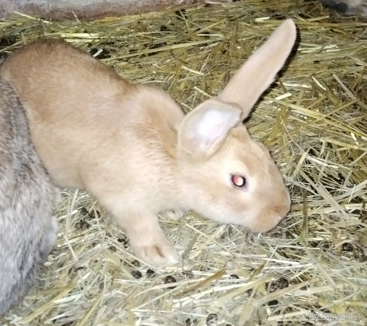 Predám králiky - 4
