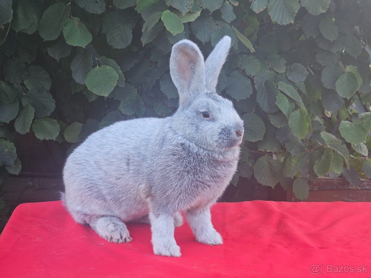 Predám králiky veľký svetlý strieborný - 4