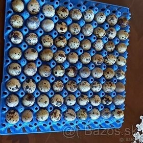 Obal/preložka/vanička/nožnice na prepeličie vajíčka/vajcia - 4