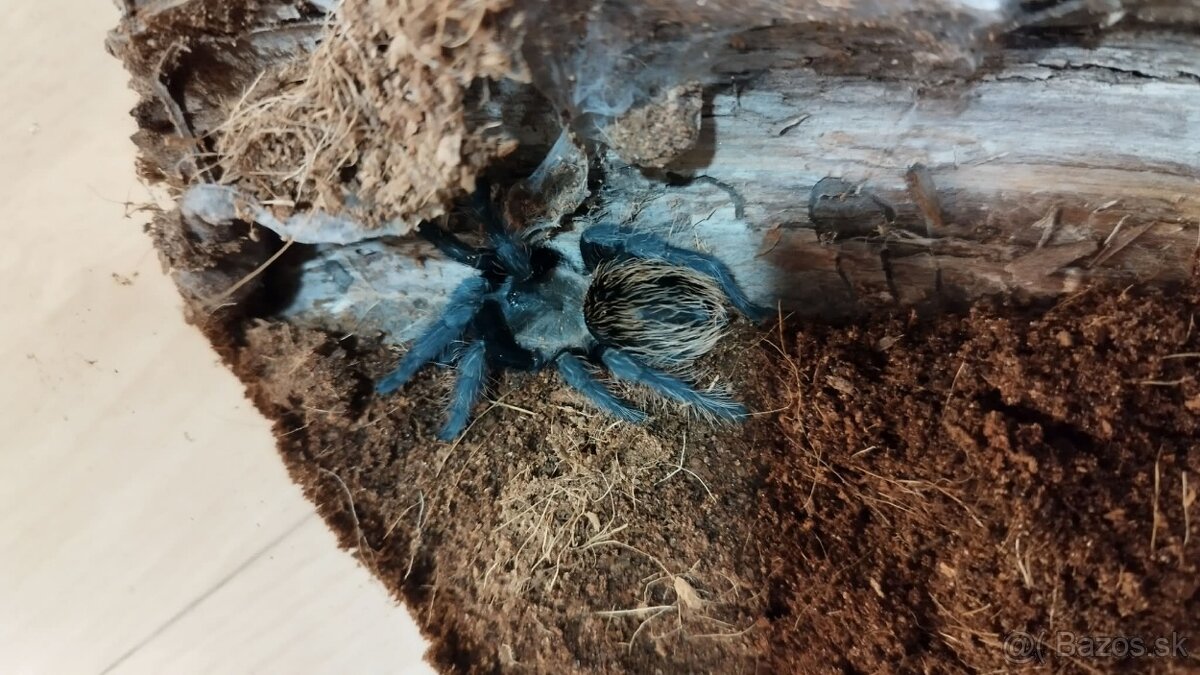 🕷️ Predam vtackarov - 4