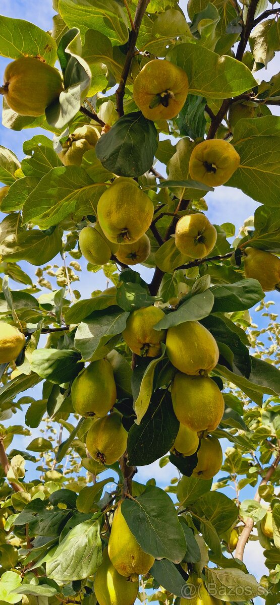 SLADKÁ DULOVÁ POCHÚŤKA - 4