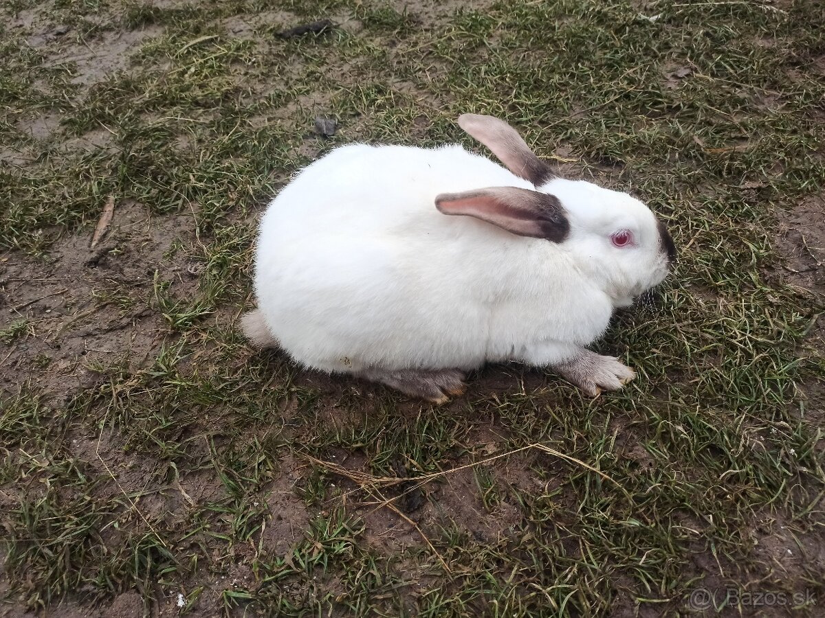 Predám samice Hyla a Hyplus - 4