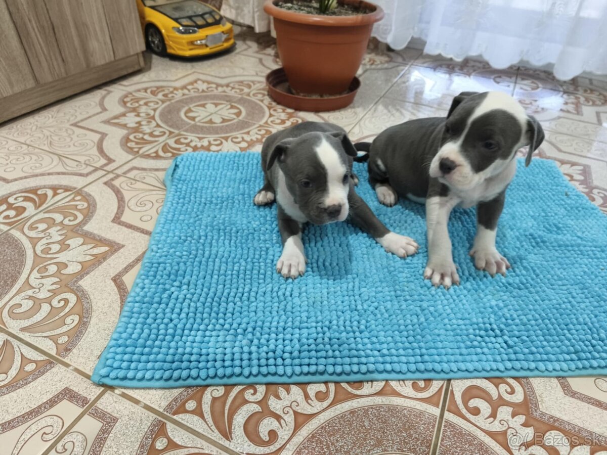 Americký stafordširsky teriér - 4