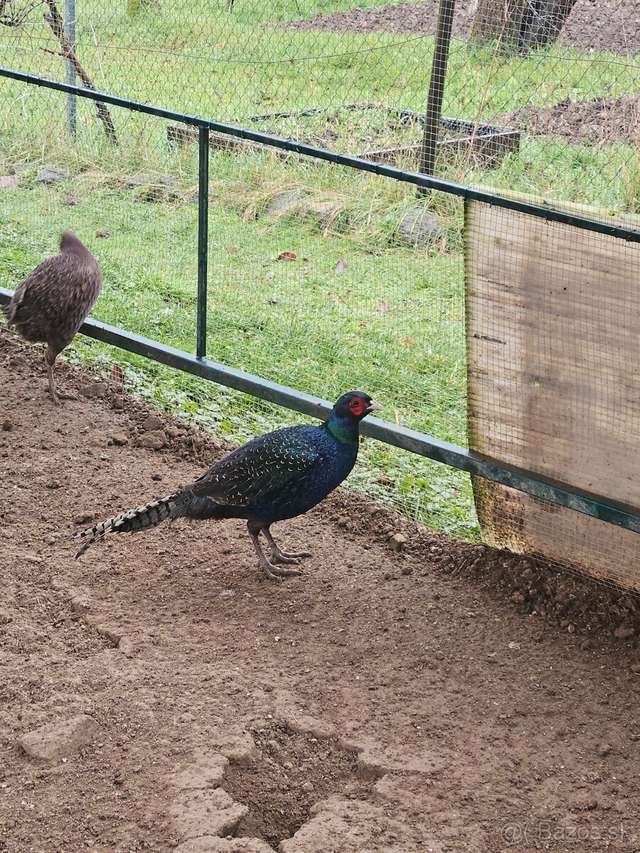 Predám bažanty Tenebrozy - 4