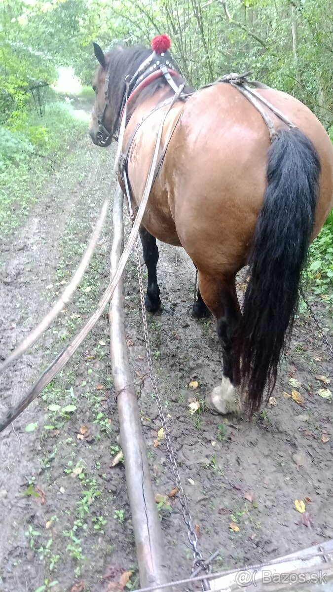 Predám ťažnu kobylu - 4