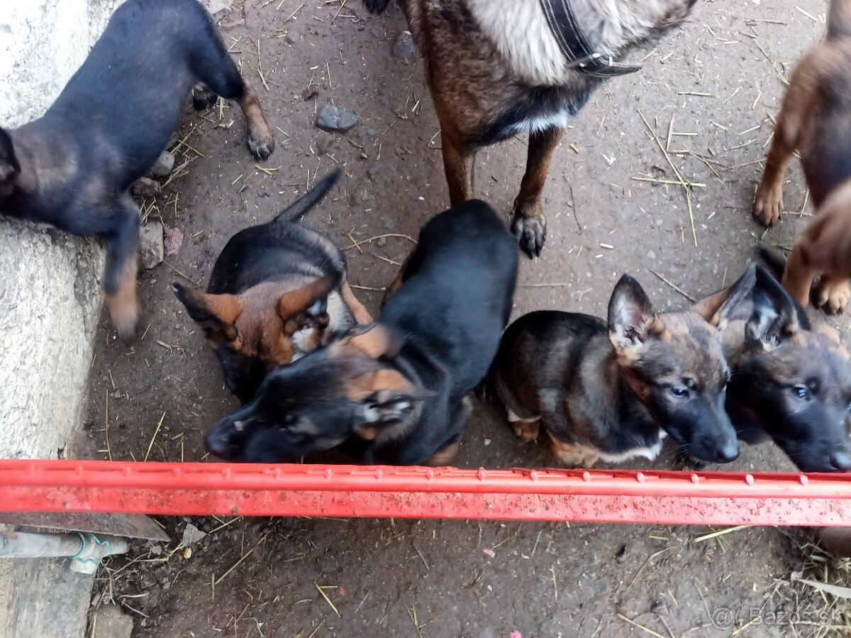 Nemecky ovciak steniatka - predam - 4