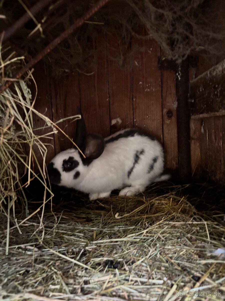 Predám králiky - 4