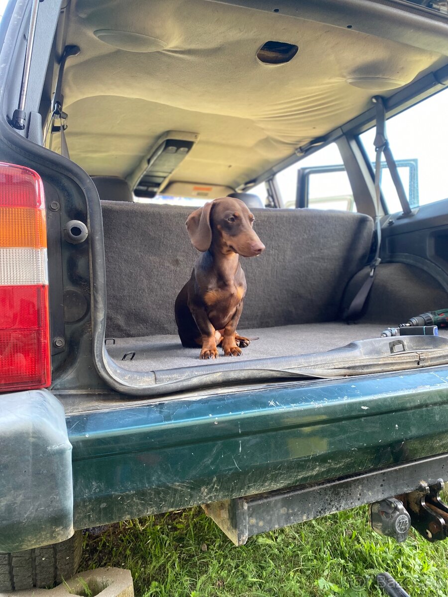 Jazvečik na kritie - 4