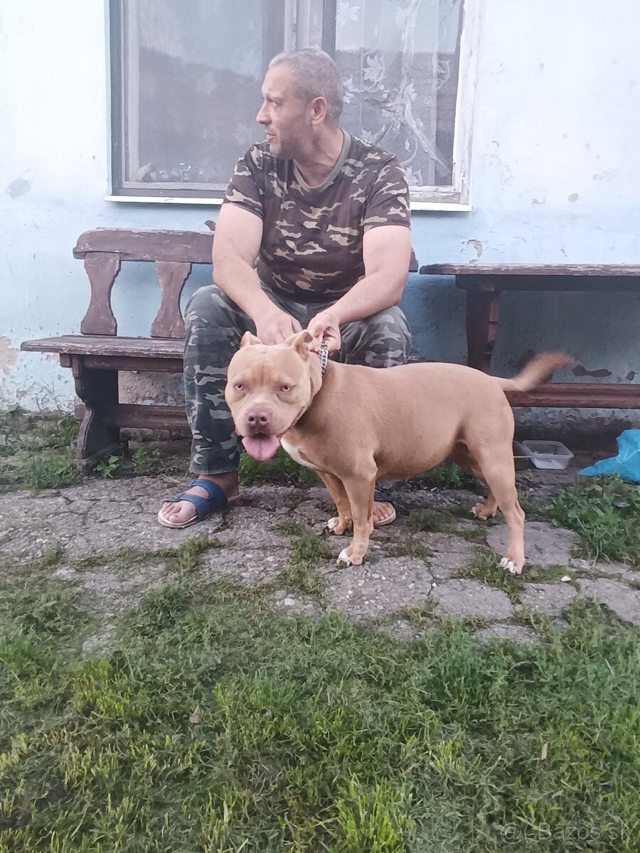 Predám American Bully sucku - 4
