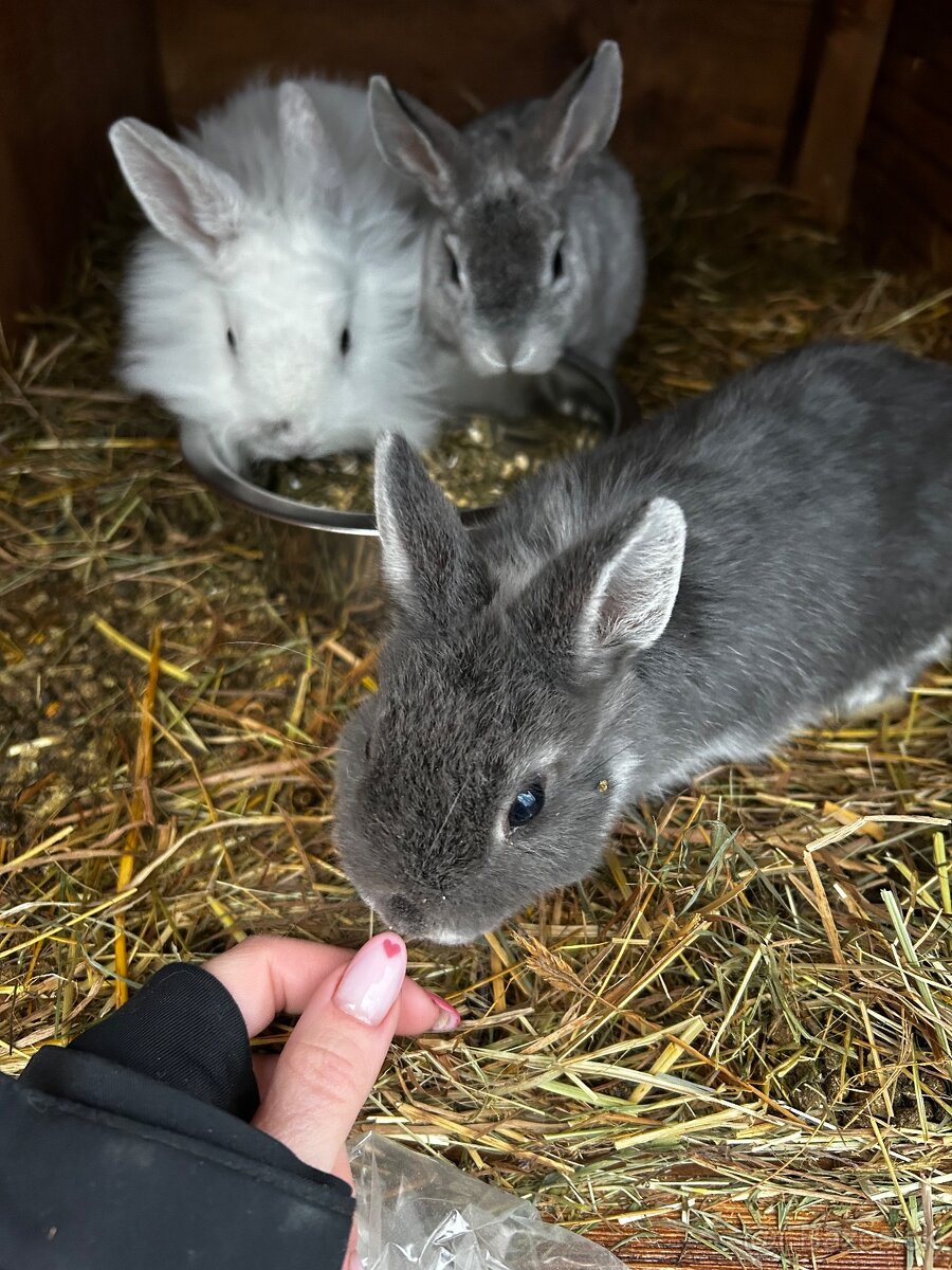 Predám zakrslých zajačikov - 4