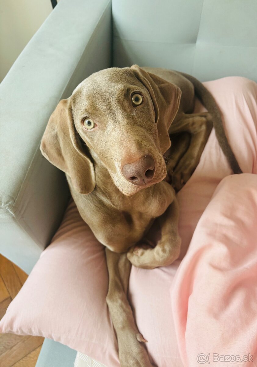 Weimarský stavač - 4