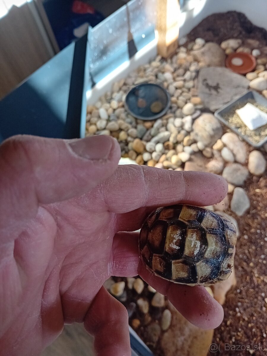 Suchozemska korytnačka - 4