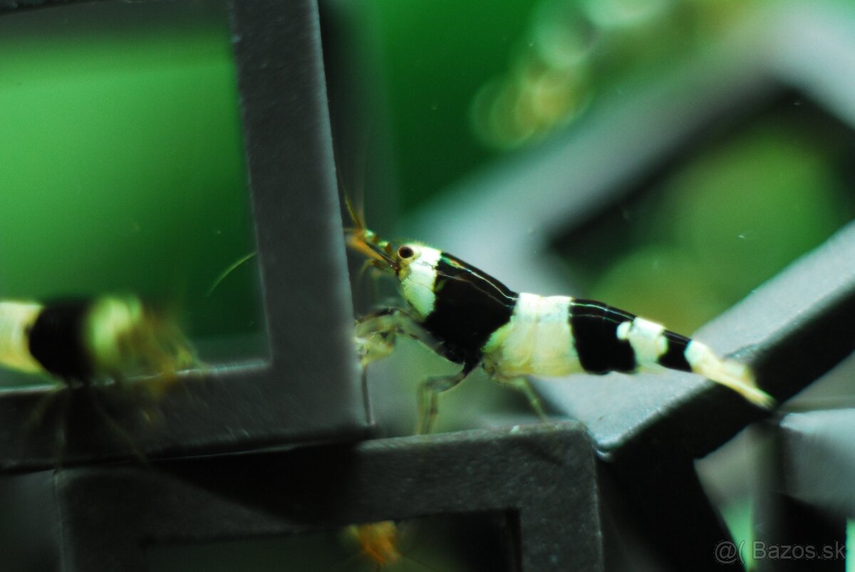 Krevetky Caridina Crystal Black a Crystal Red - 4