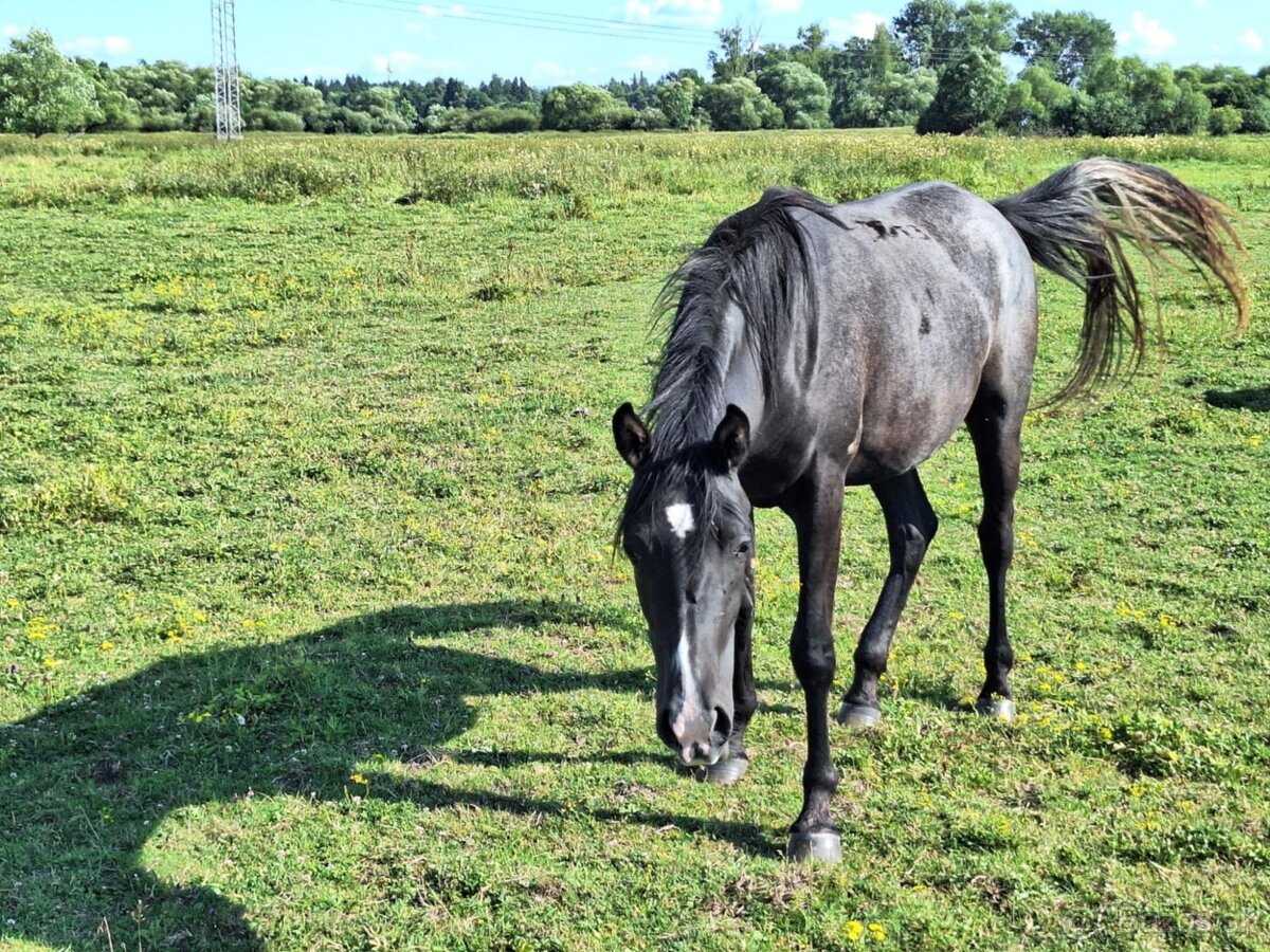 Shagya arab kobylka - 4