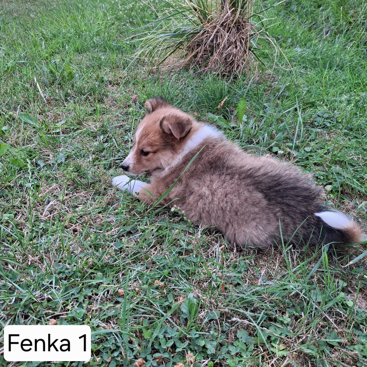 Šteniatka - 4