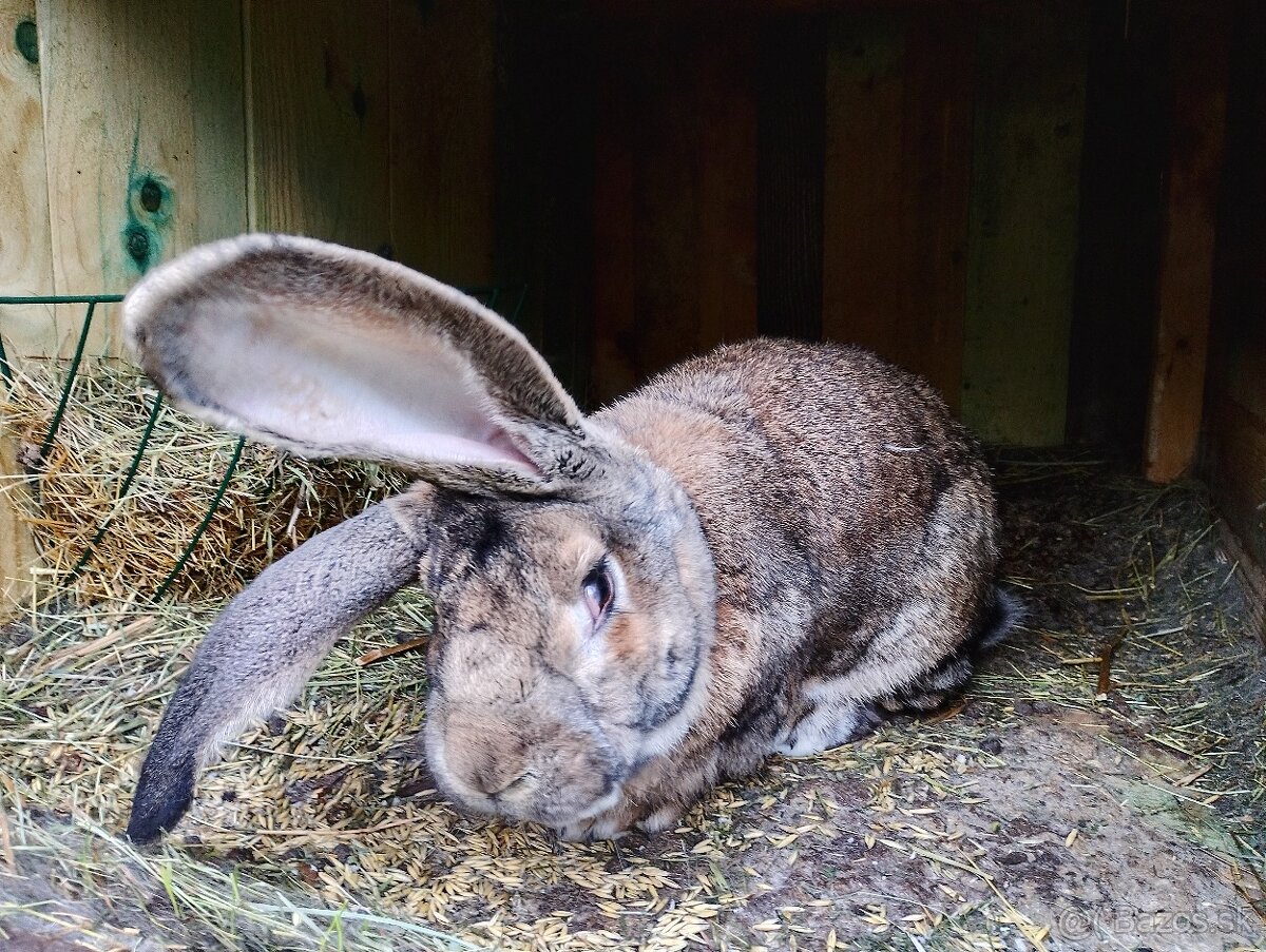 Predám komplet Kralikaren - 4