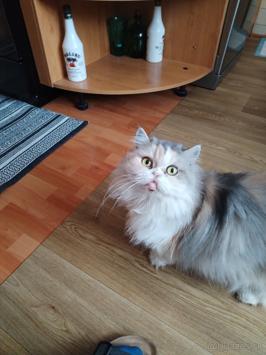 perzska a britska - 4