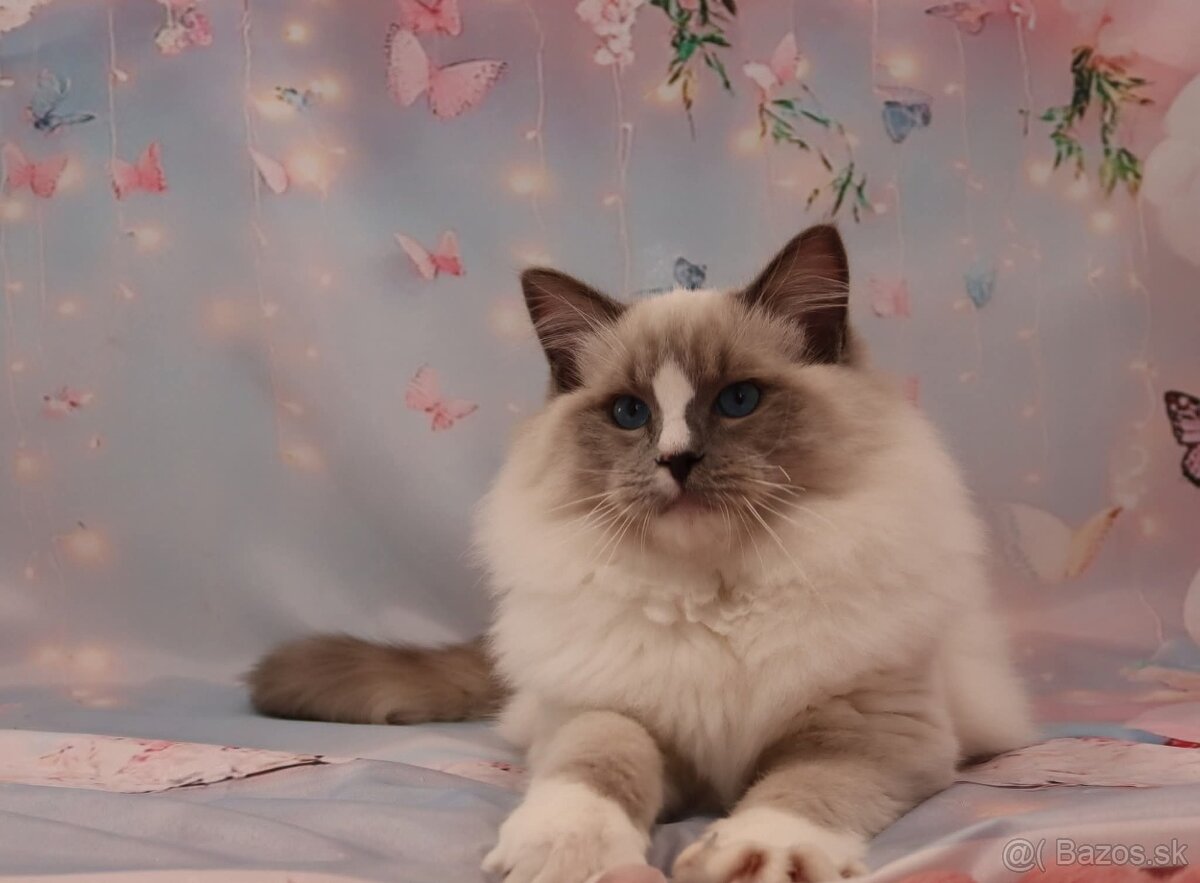 Ragdoll kocúrik s PP - 4