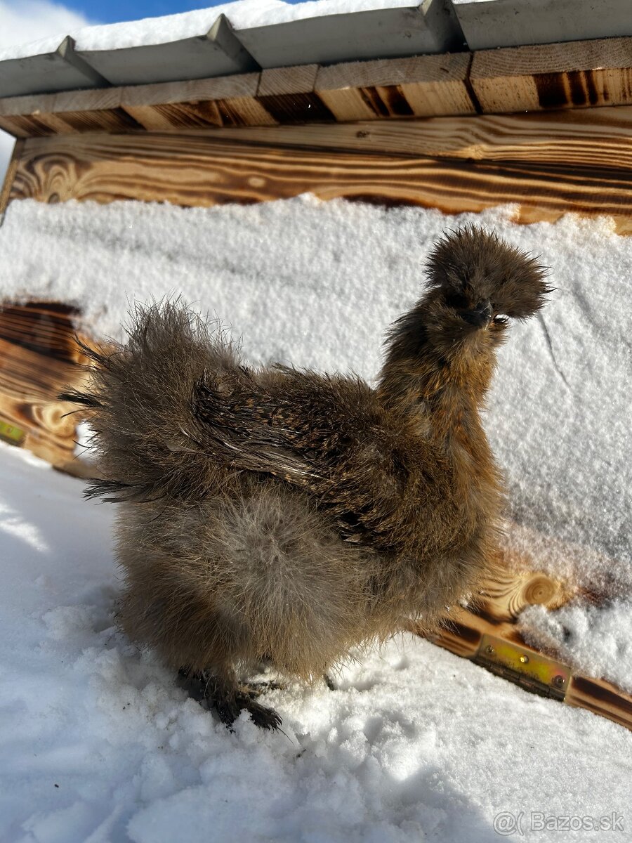 Hodvábnička kukvicová - 4