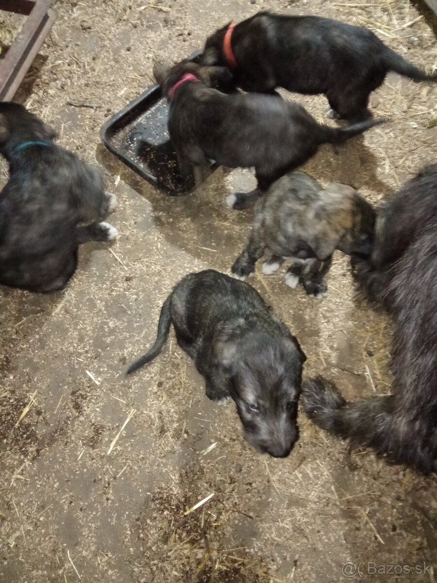 Predám írsky vlkodav - 4