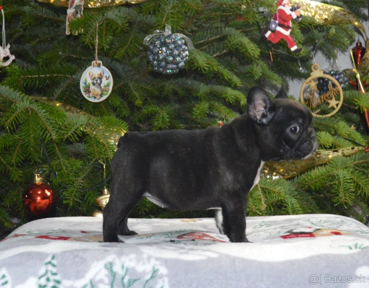 Francúzsky buldoček s PP/French bulldog - 4