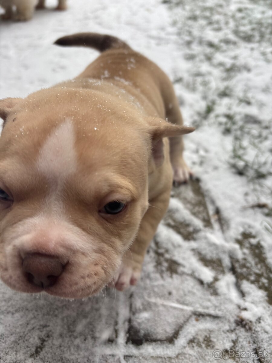 American bully pocket - 4