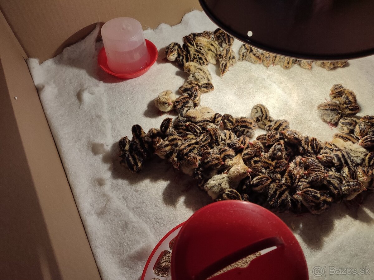 Nasadove vajíčka a konzumne - 4