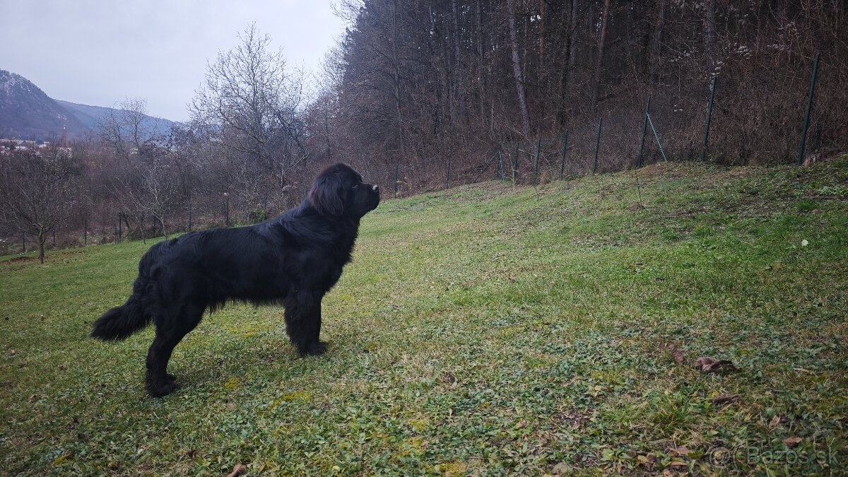 Predám novofundlandskeho psa. - 4