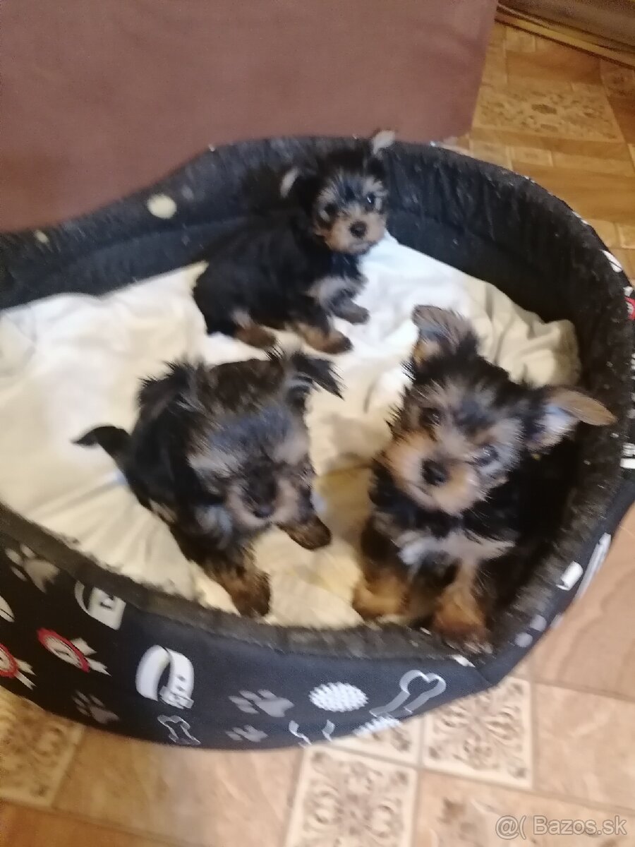 Predám yorkshirskych terierov - 4