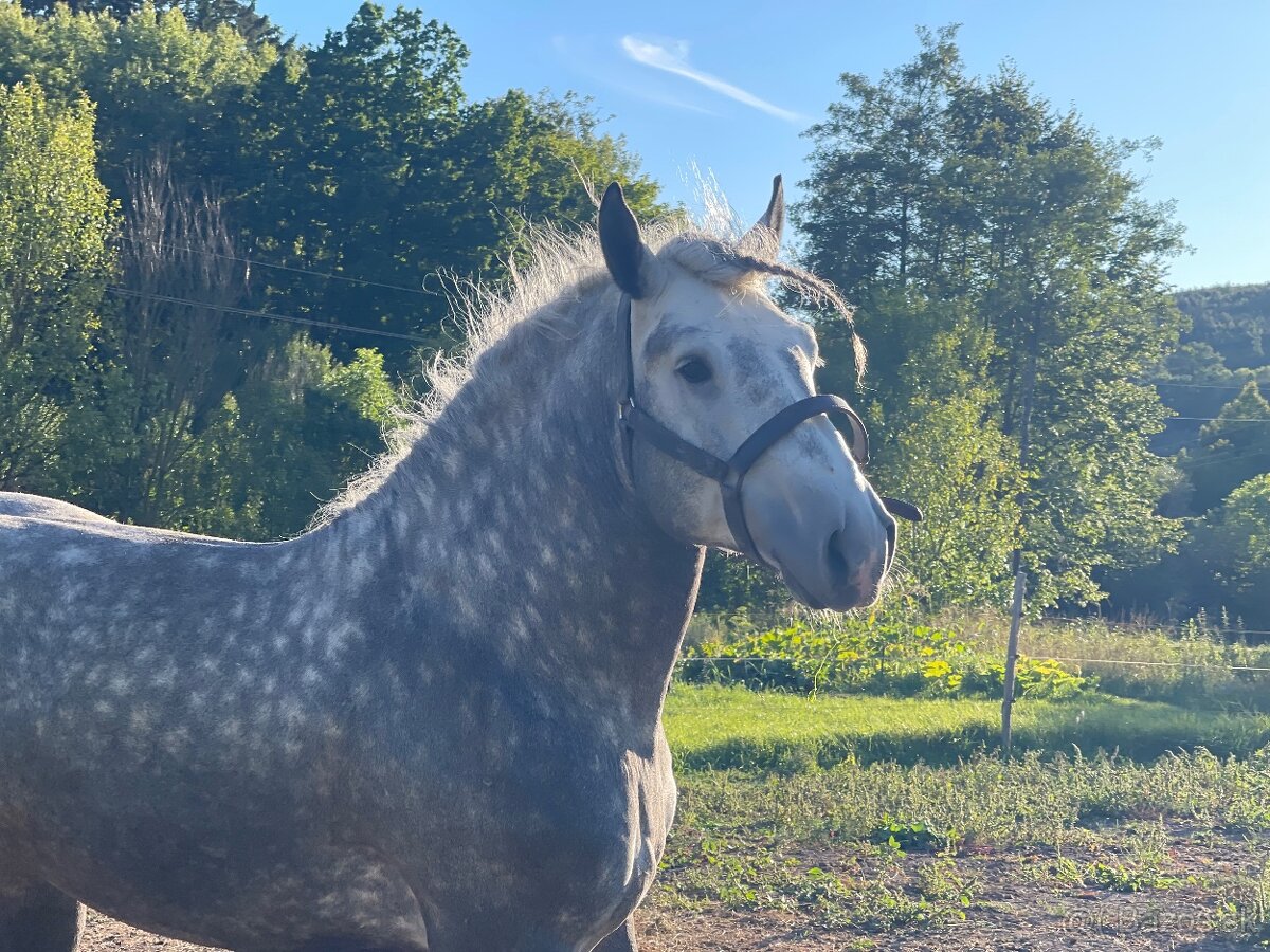 Percheron - 4