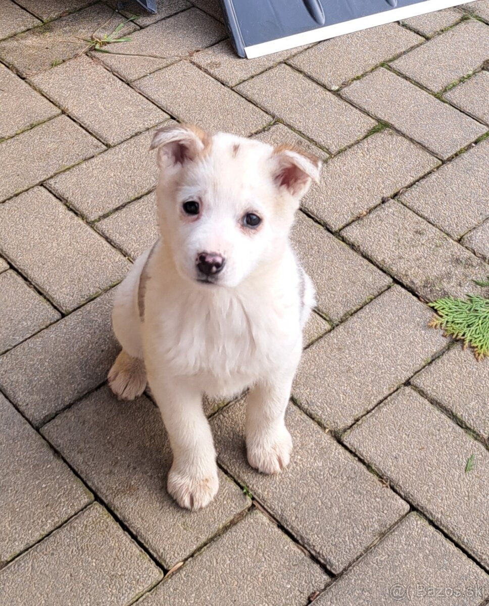 Darujem hrave šteniatka - 4