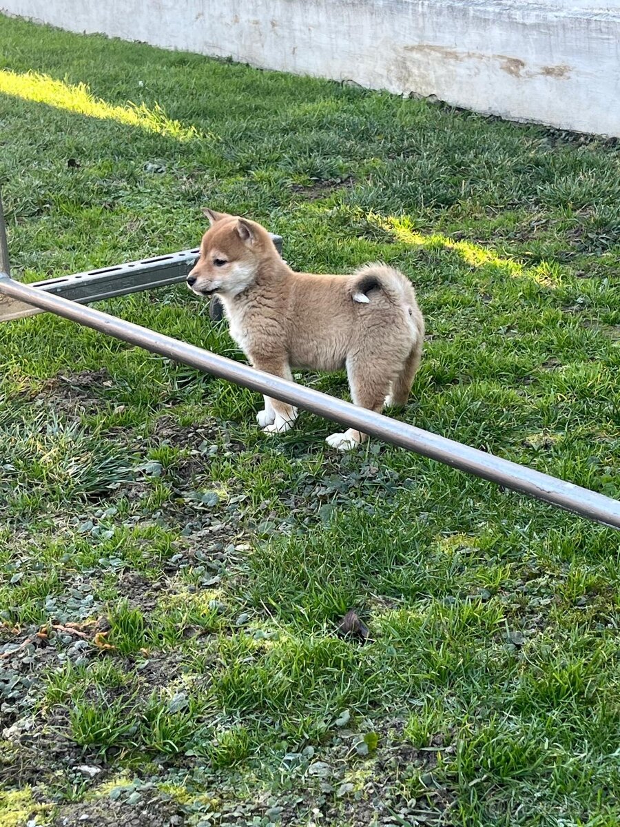 Shiba inu, šiba inu - 4