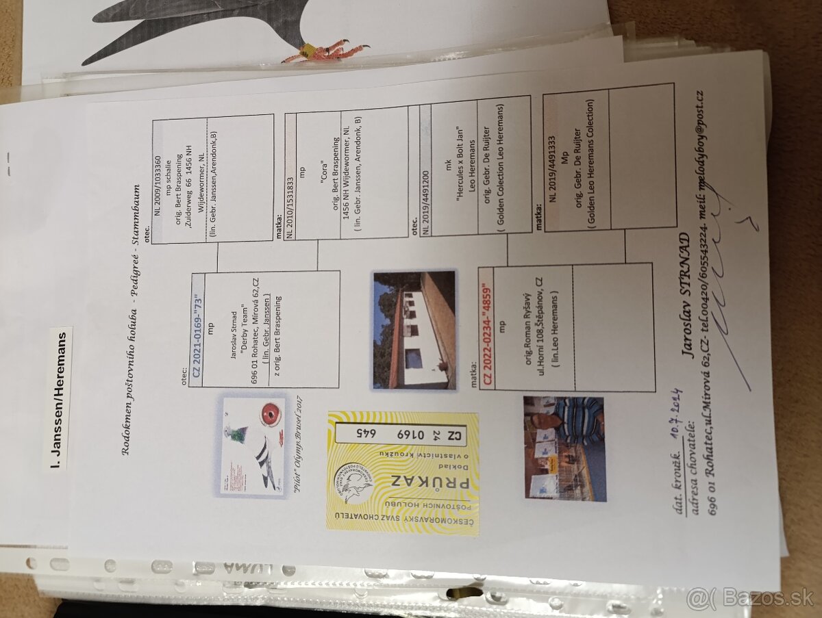 Poštovné holuby - 4