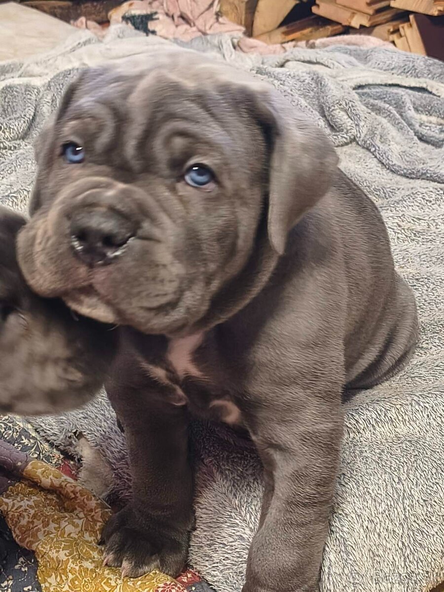Šteniatka Cane Corso - 4